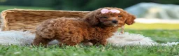 Miniature Poodle dogs for sale:  Dixie 🎀🐶 - Ad 15