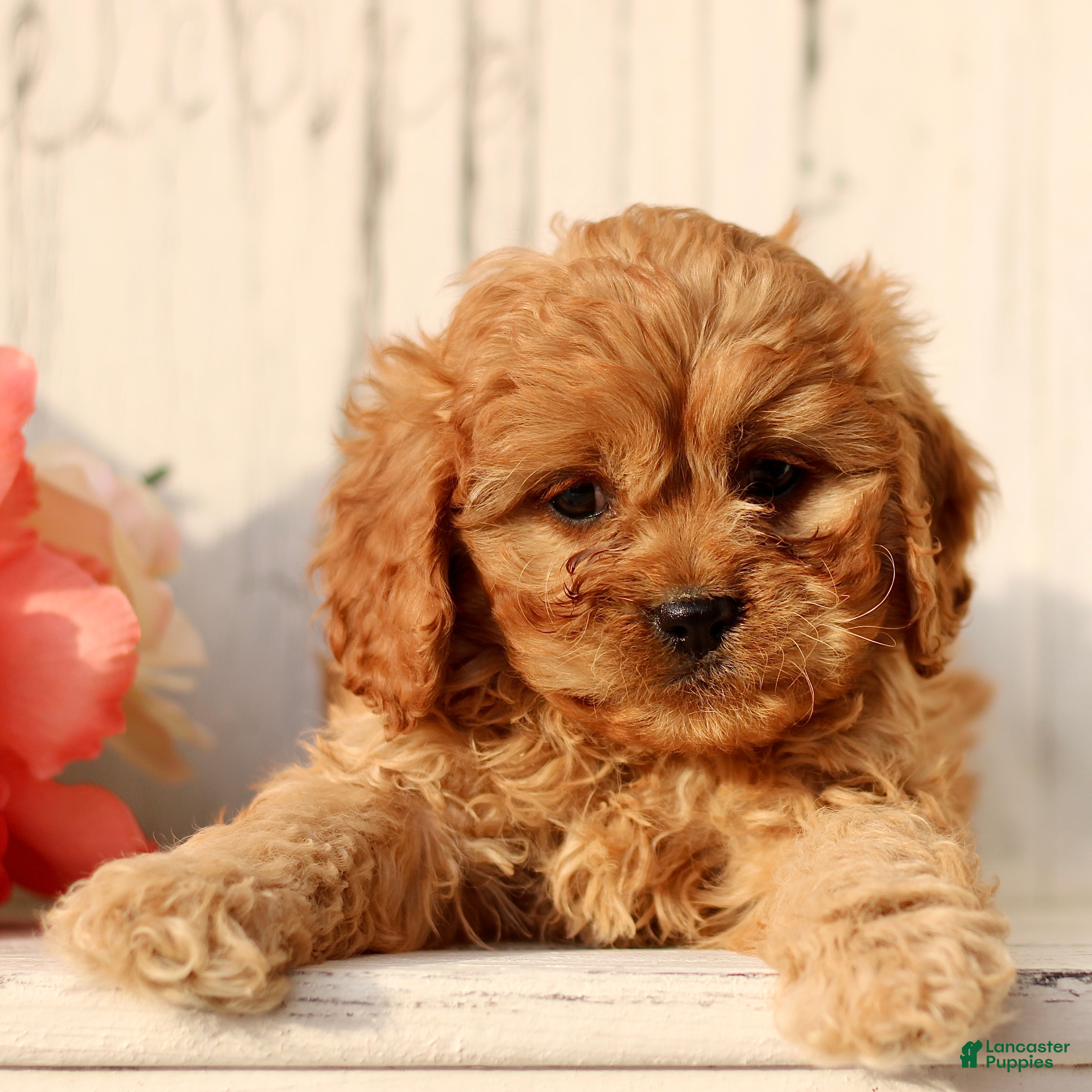 Cavapoo dogs Daisy  - Ad 8