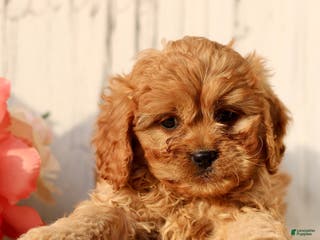 Cavapoo dogs Daisy - Ad 20