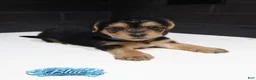 Shorkie dogs for sale: Shorkie 1 (Blue Collar) - Ad 1