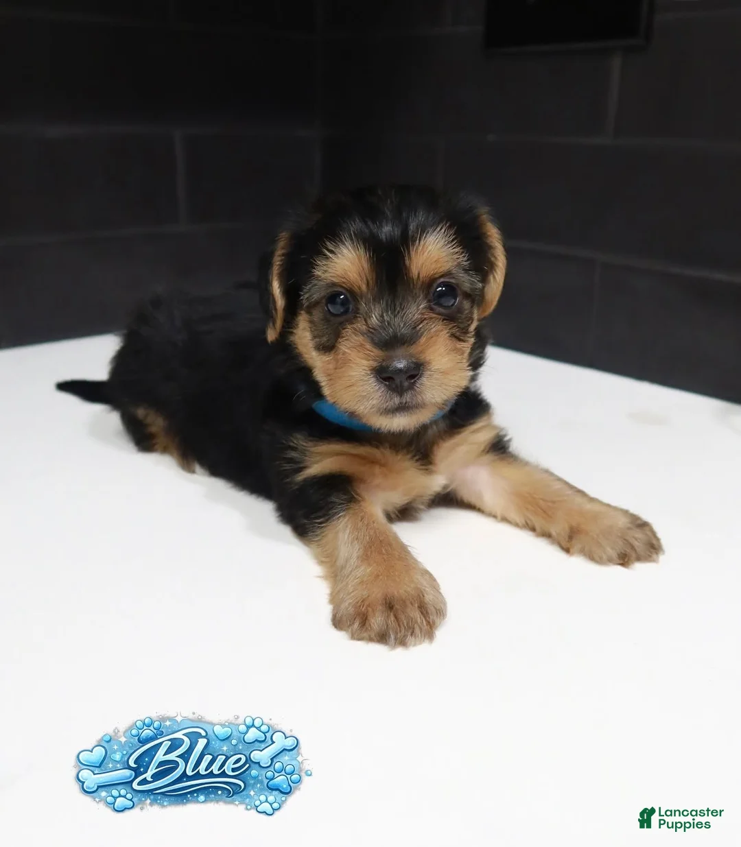 Shorkie dogs for sale: Shorkie 1 (Blue Collar) - Ad 1