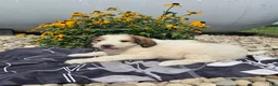 Mixed Breed dogs for sale: Letty - Ad 6