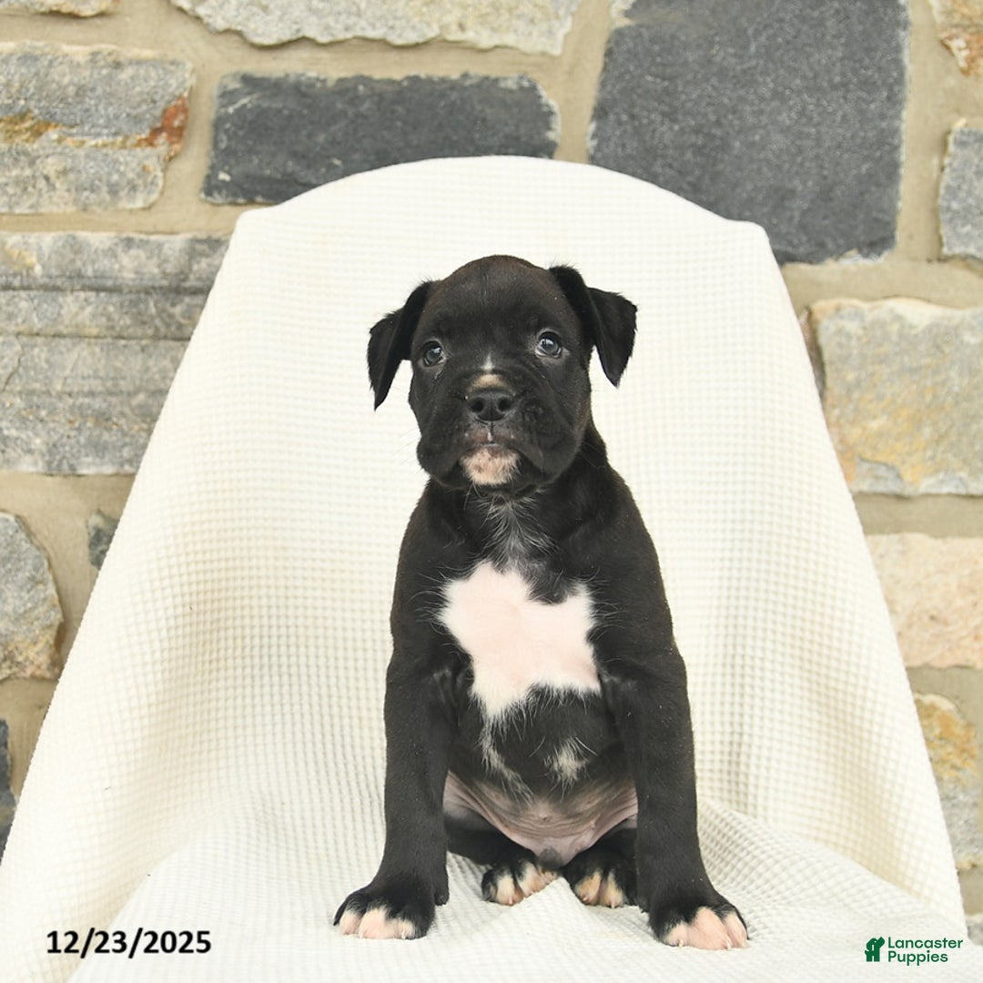 Boxer dogs for sale: Washington  - Ad 2