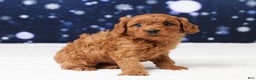 Cavapoo dogs for sale: Buster - Ad 3