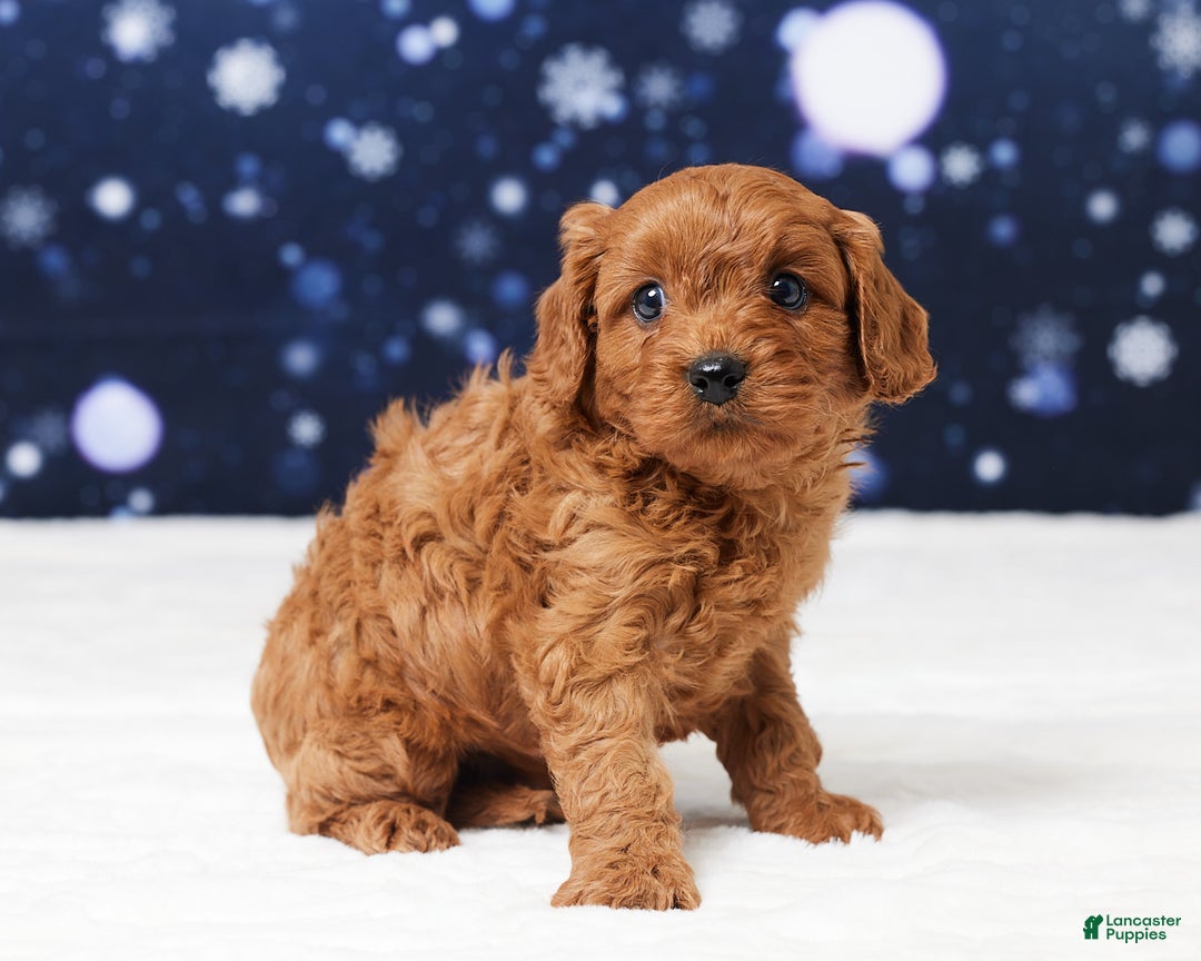 Cavapoo dogs for sale: Buster - Ad 3