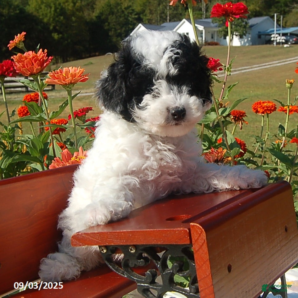 Toy Poodle dogs Blondie - Ad 36