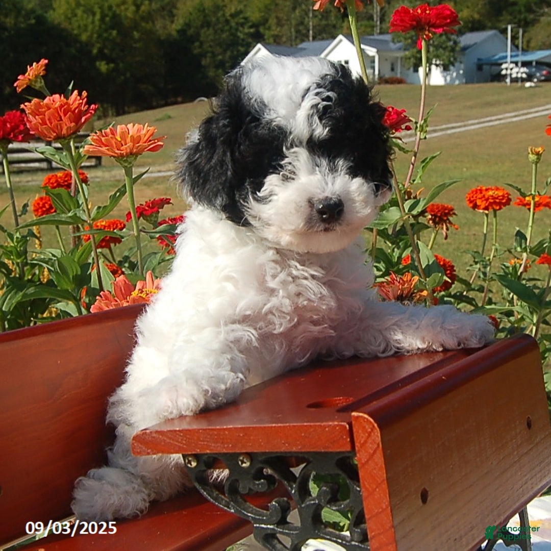 Toy Poodle dogs for sale: Blondie - Ad 1
