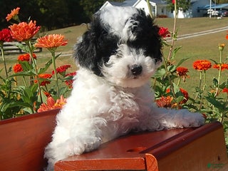 Toy Poodle dogs Blondie - Ad 11