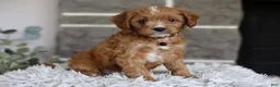 Cavapoo dogs for sale: Sammy - Ad 10