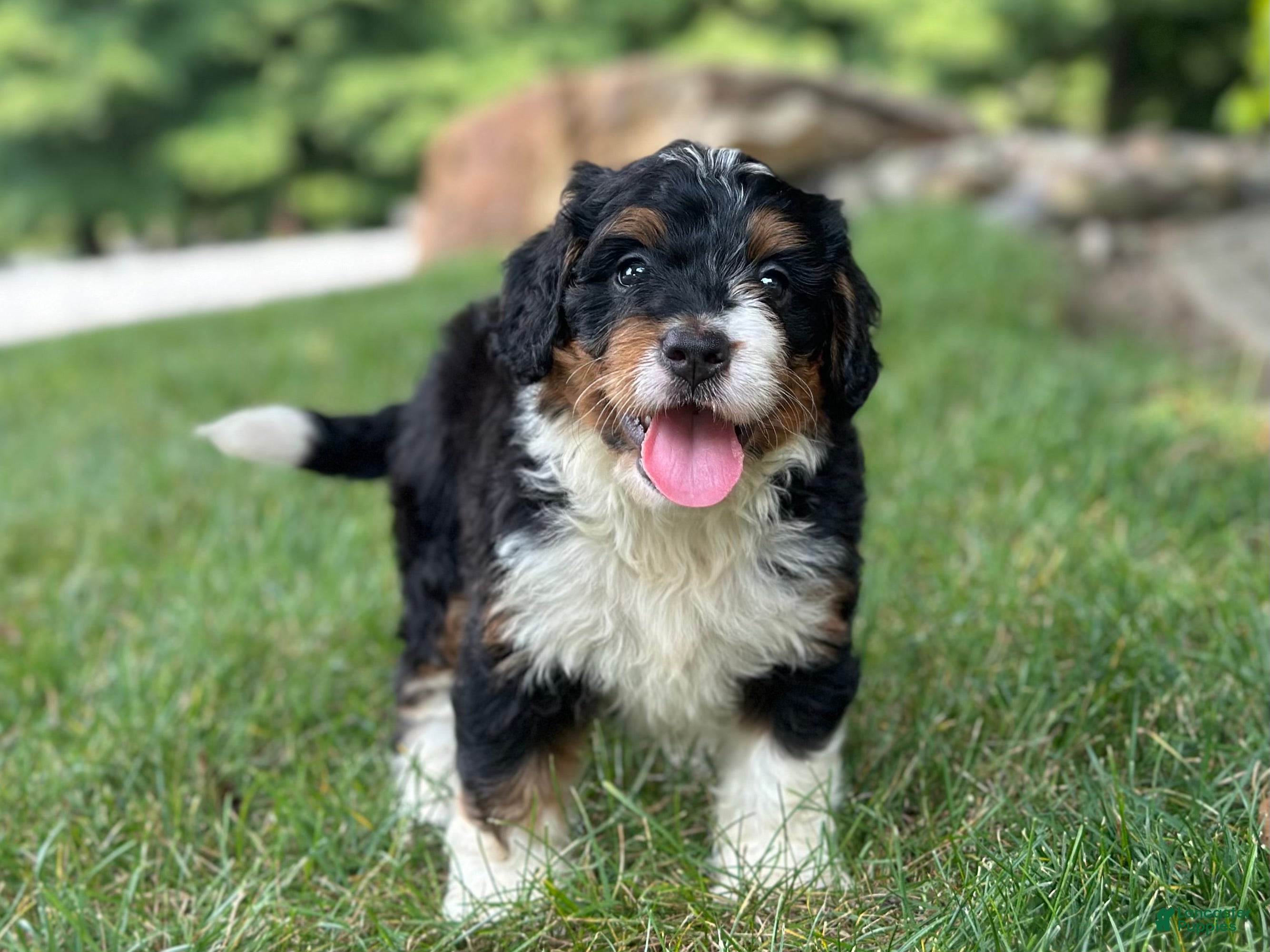 Mini Bernedoodle dogs Blossom - Ad 1