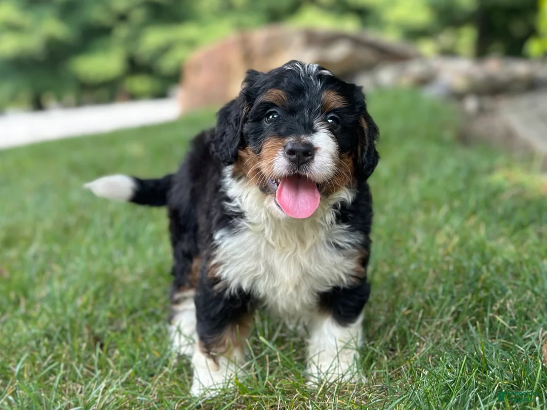 Mini Bernedoodle dogs for sale: Blossom - Ad 1
