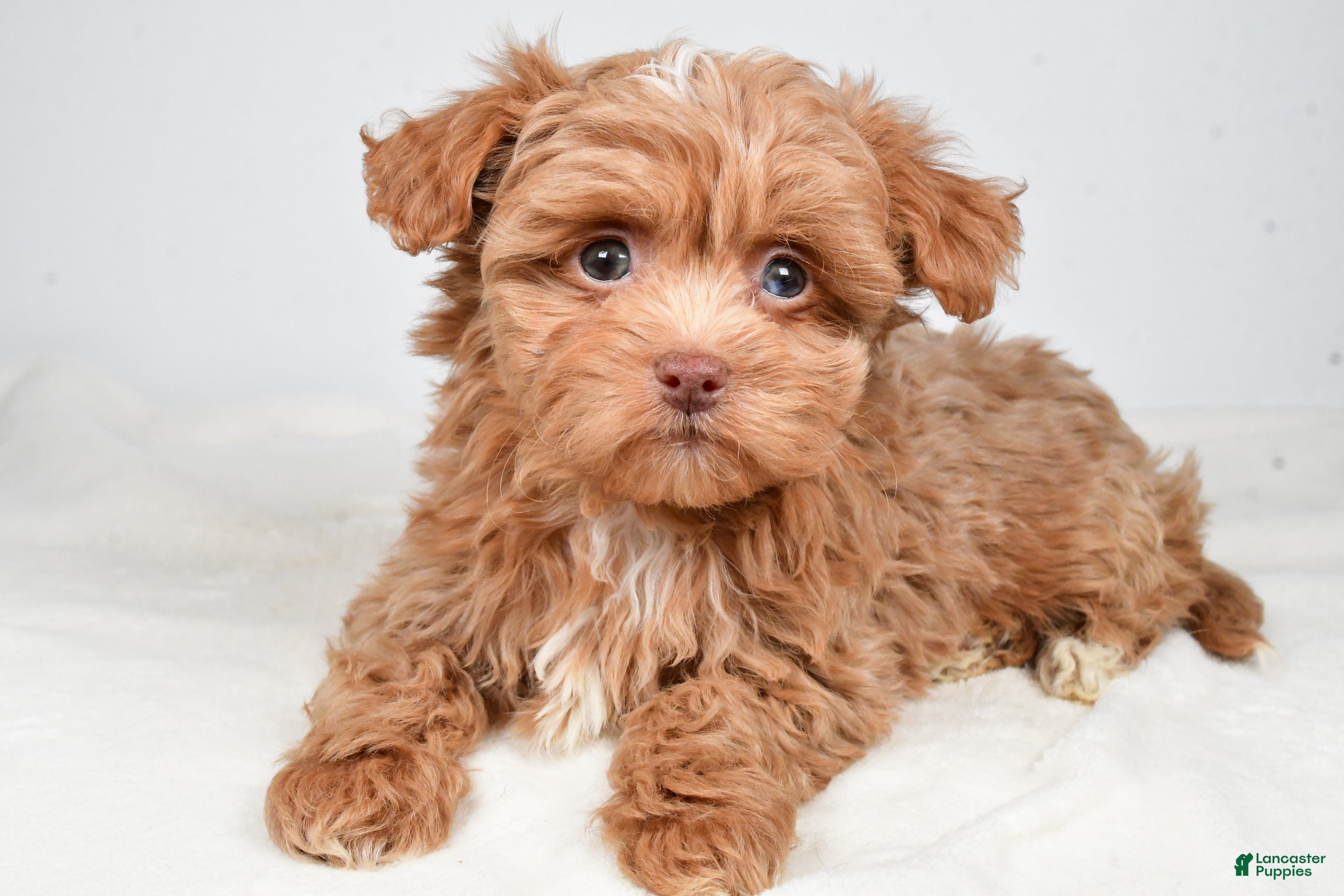Shihpoo dogs Jana - Ad 10