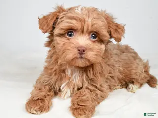 Shihpoo dogs Jana - Ad 20