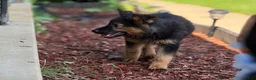 German Shepherd dogs for sale: Lacey - Ad 3