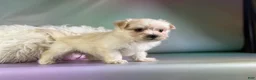 Morkie dogs for sale: Tessa  - Ad 5