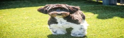 Havanese dogs for sale: Oreo - Ad 7