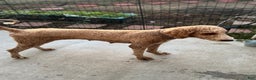 Standard Poodle dogs for sale: Atlas - Ad 10