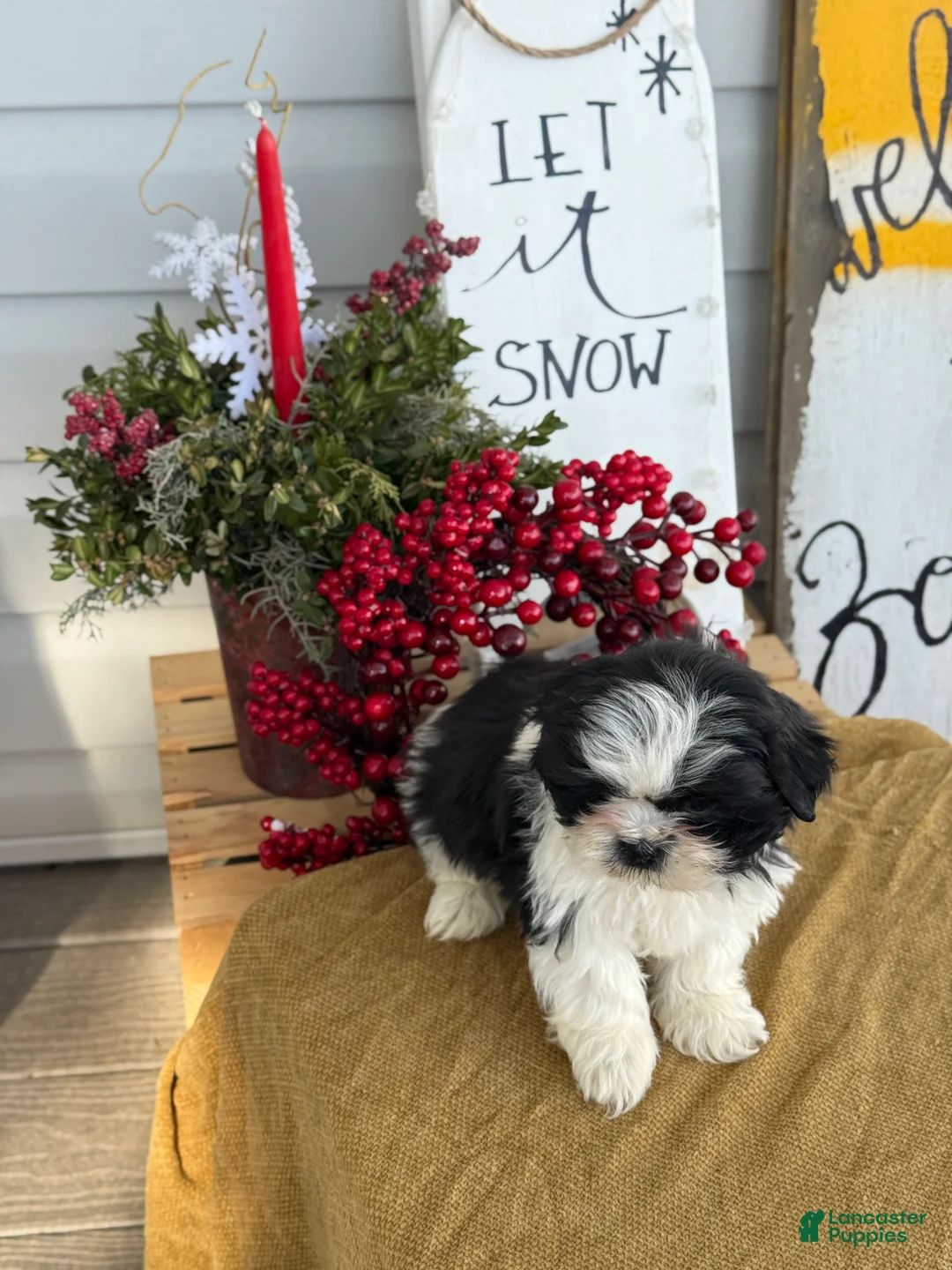 Shih Tzu dogs for sale: Pip - Ad 5