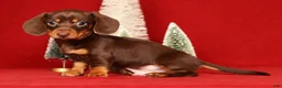 Miniature Dachshund dogs for sale: Ronnie - Ad 1