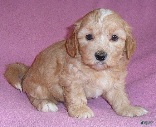 Shihpoo dogs Punkin - Ad 1