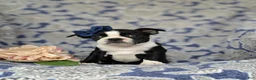 Boston Terrier dogs for sale: Elsie - Ad 3