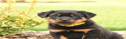 Rottweiler dogs for sale: Hunter - Ad 4