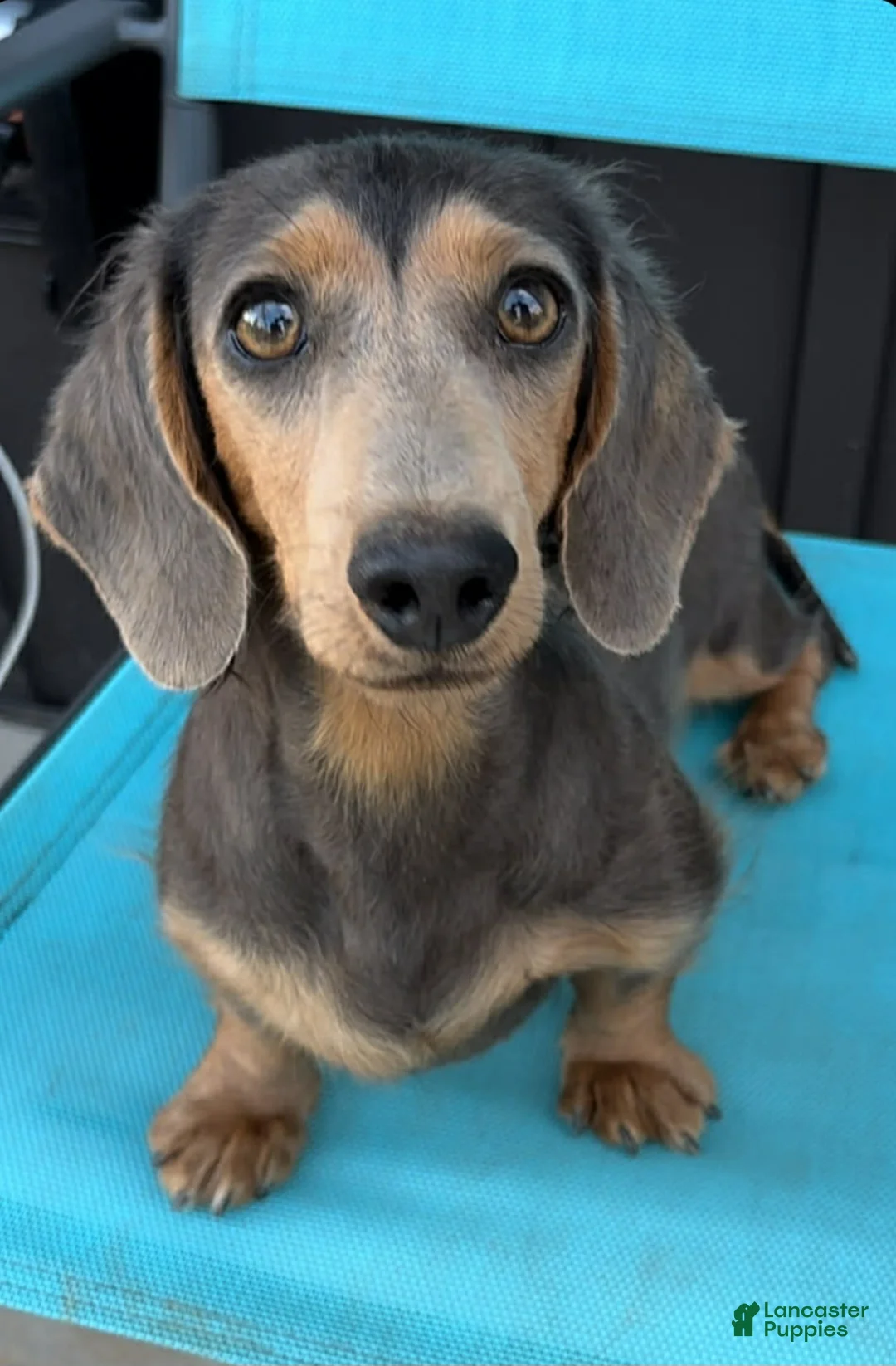 Doxiepoo dogs for sale: Doxiepoo 3 (Red collar  - Ad 2