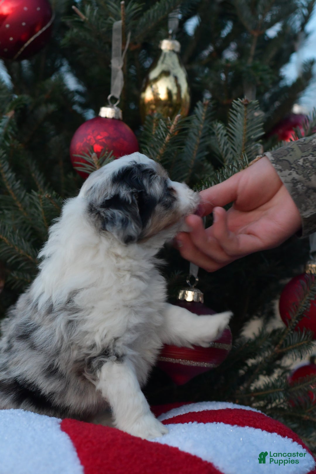 Mini Aussiedoodle dogs for sale: Cash - Ad 26