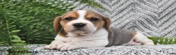Mixed Breed dogs for sale: Lila  - Ad 2