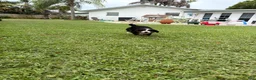 Bernese Mountain Dog dogs for sale: Bernese Mountain Dog 1 - Ad 35