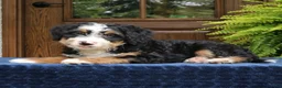 Mini Bernedoodle dogs for sale: Ringo  - Ad 4