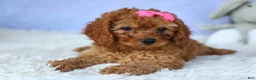 Cavapoo dogs for sale: TAMMY - Ad 15