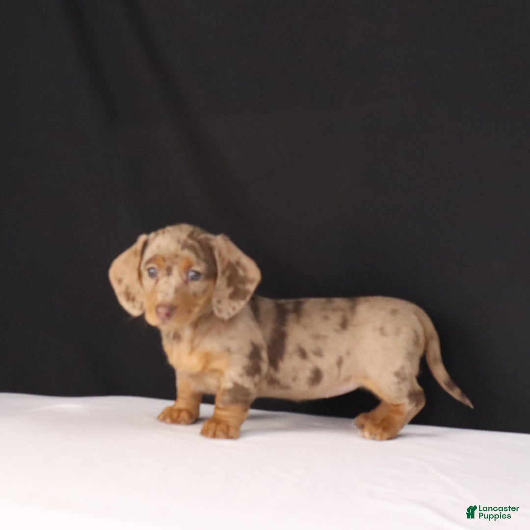 Dachshund dogs for sale: Twila - Ad 2