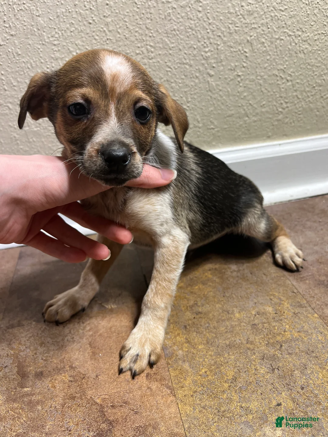 Mixed Breed dogs for sale: John - Ad 2