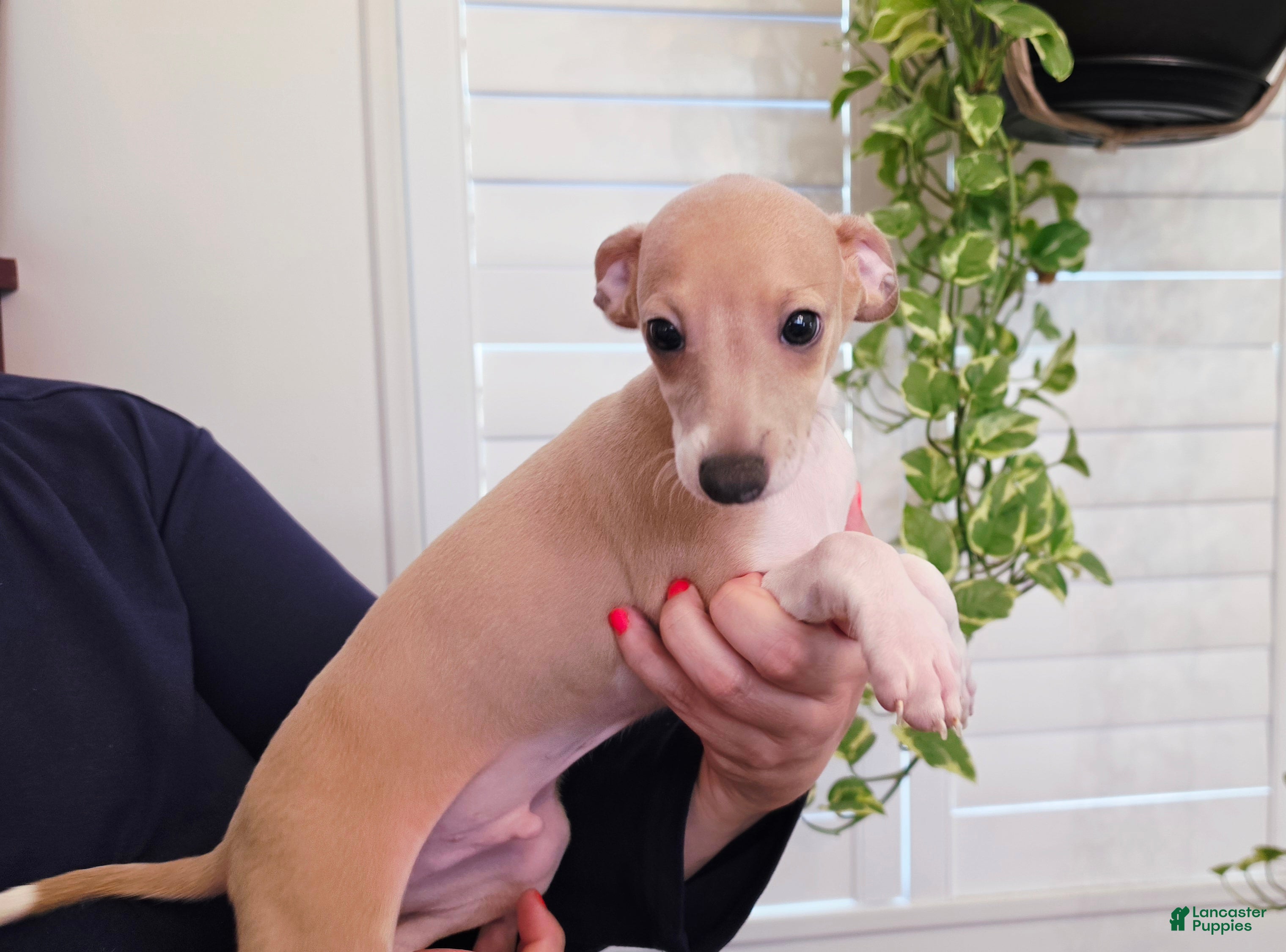 Italian Greyhound dogs Santiago - Ad 2