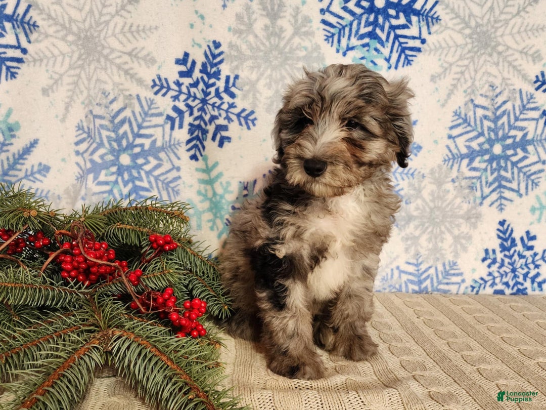Mini Bernedoodle dogs for sale: Blitz - Ad 13