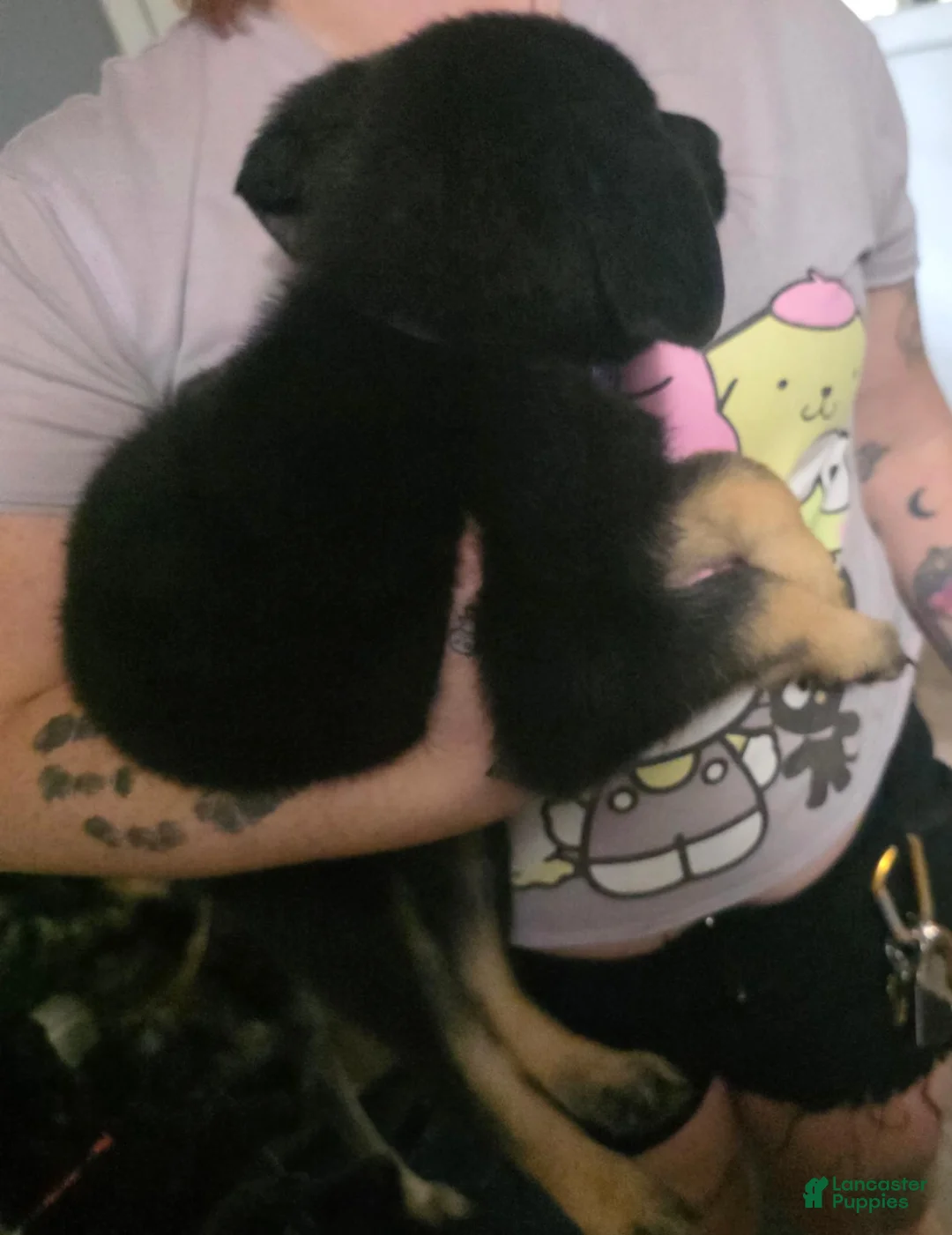 German Shepherd dogs for sale: German Shepherd 2 - Ad 2