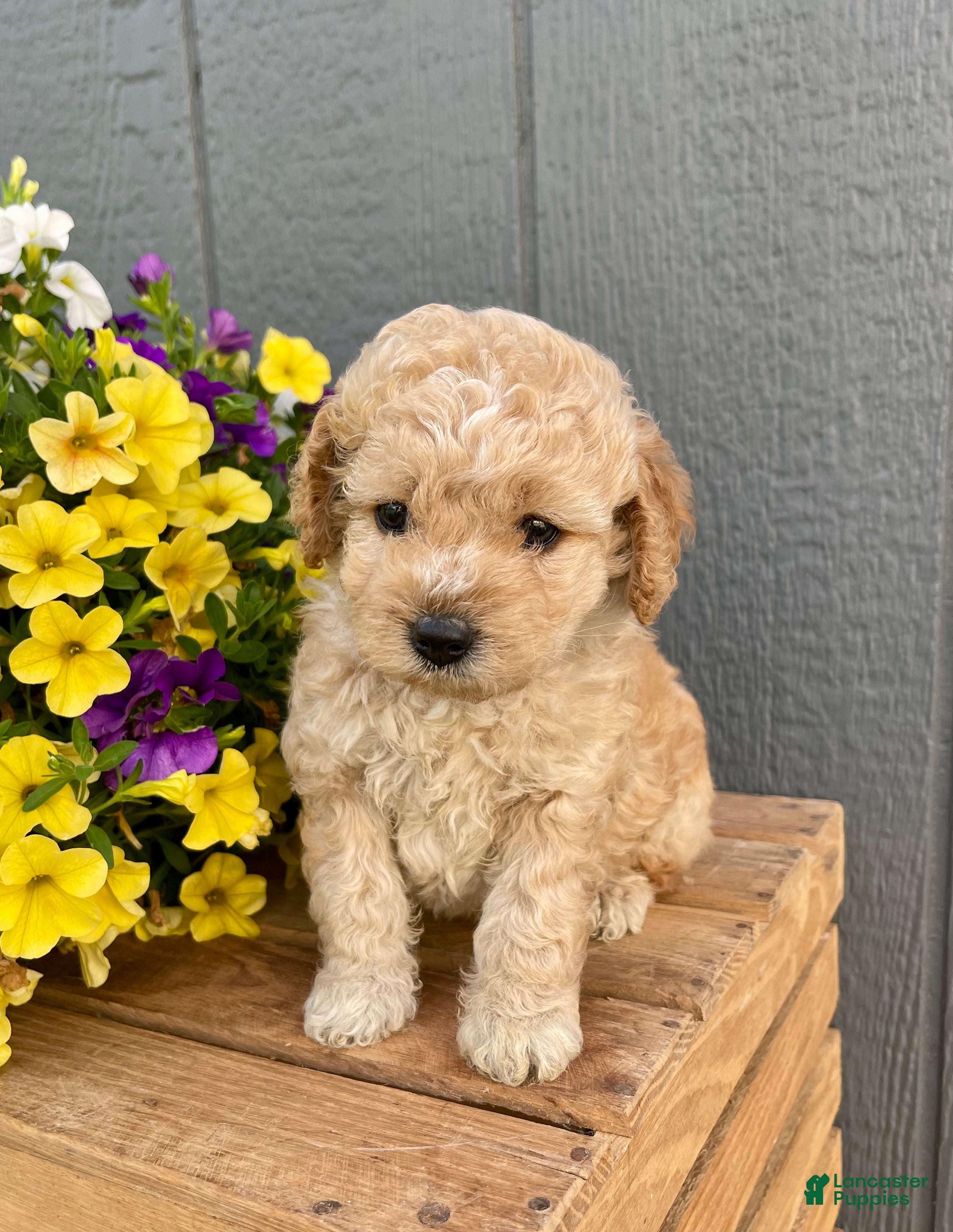 Cockapoo dogs Lavender  - Ad 2
