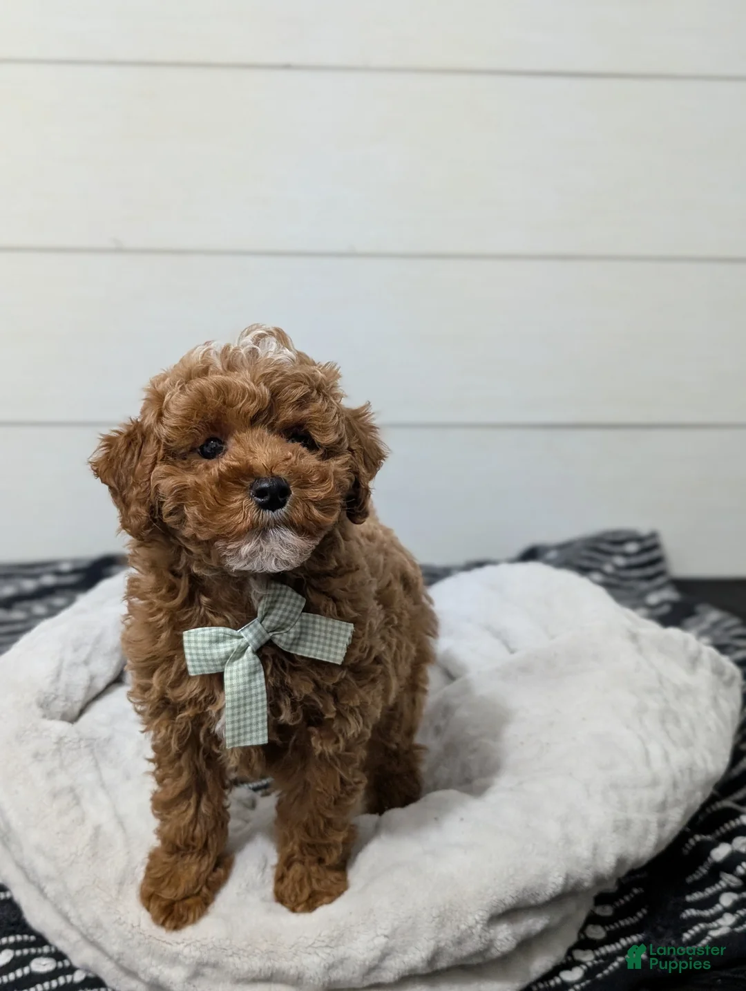 Toy Poodle dogs for sale: Snickerdoodle  - Ad 3
