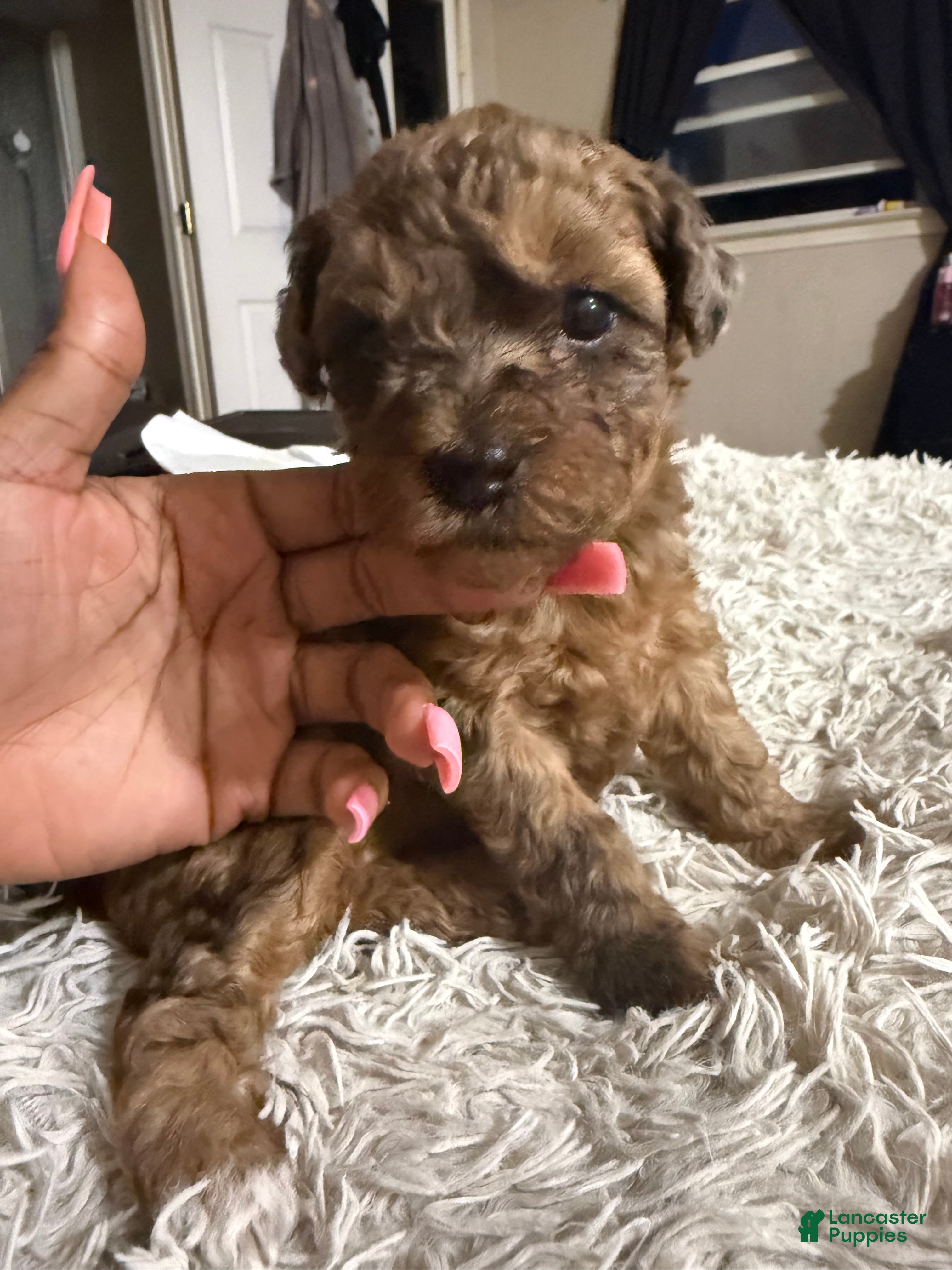 Mixed Breed dogs Barbie  - Ad 36