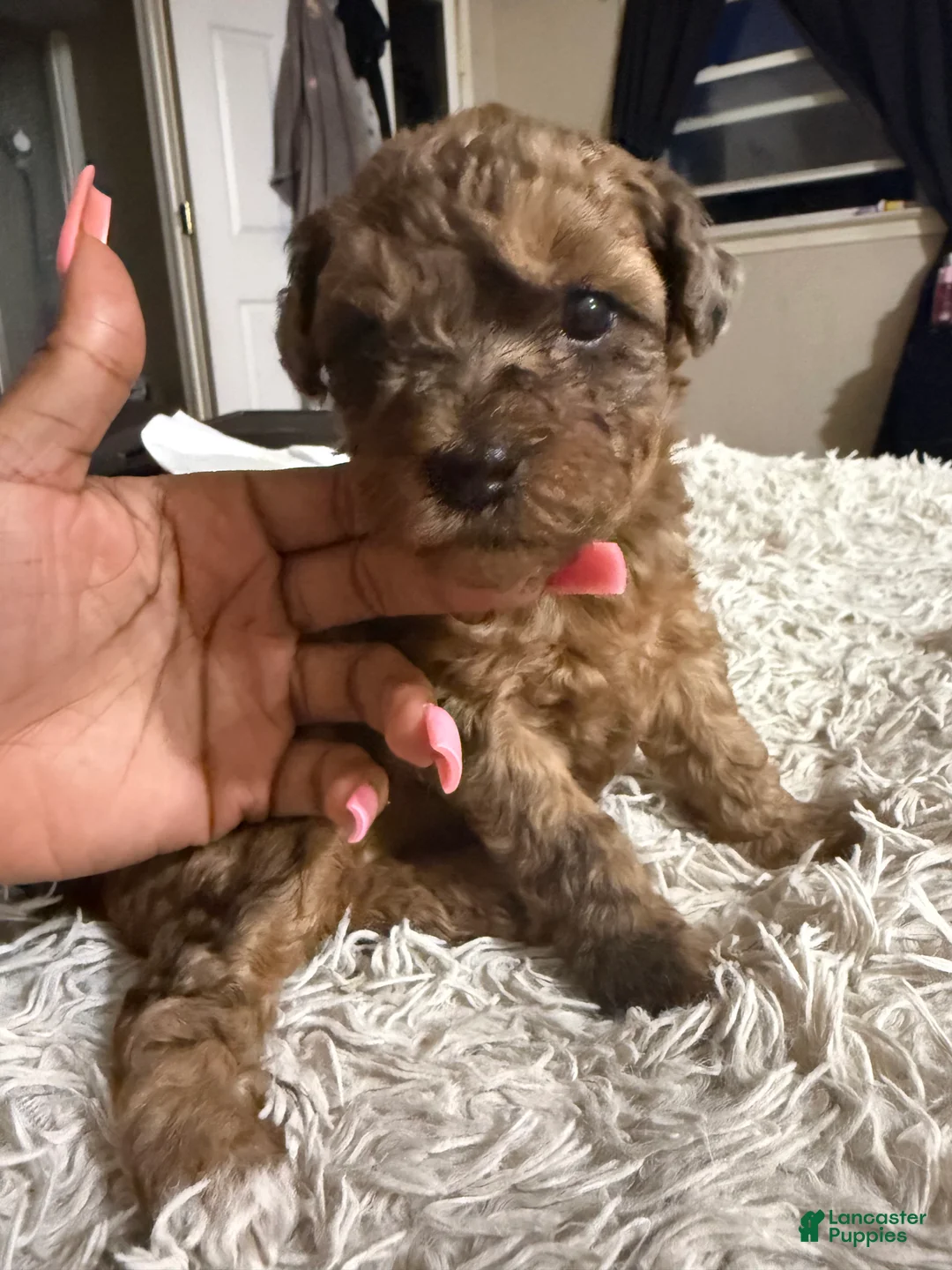 Mixed Breed dogs for sale: Barbie  - Ad 1