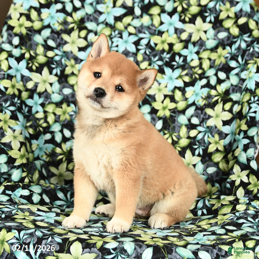 Shiba Inu dogs Zyandra - Ad 10