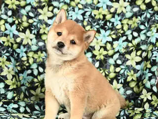 Shiba Inu dogs Zyandra - Ad 10