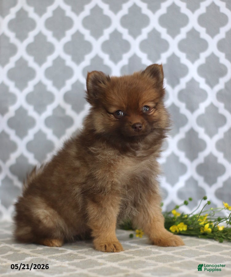 Pomeranian dogs Sophie - Ad 1
