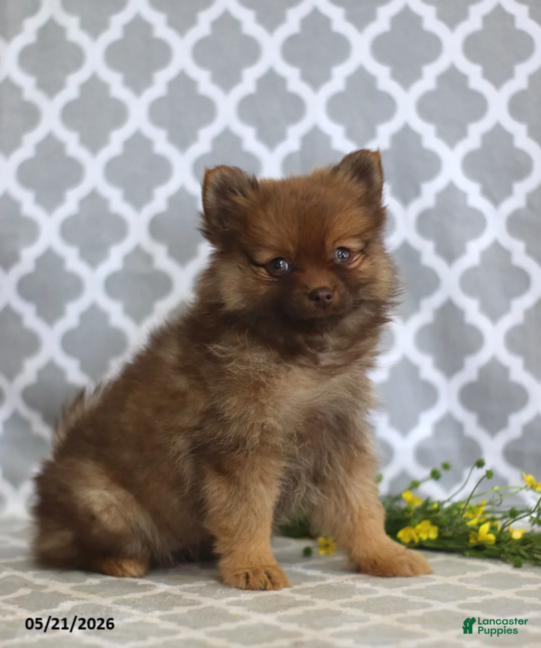 Pomeranian dogs for sale: Sophie - Ad 1