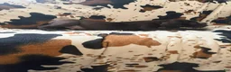 Great Dane dogs for sale: Brisket - Ad 8