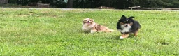 Toy Australian Shepherd dogs for sale: Akira - Ad 4