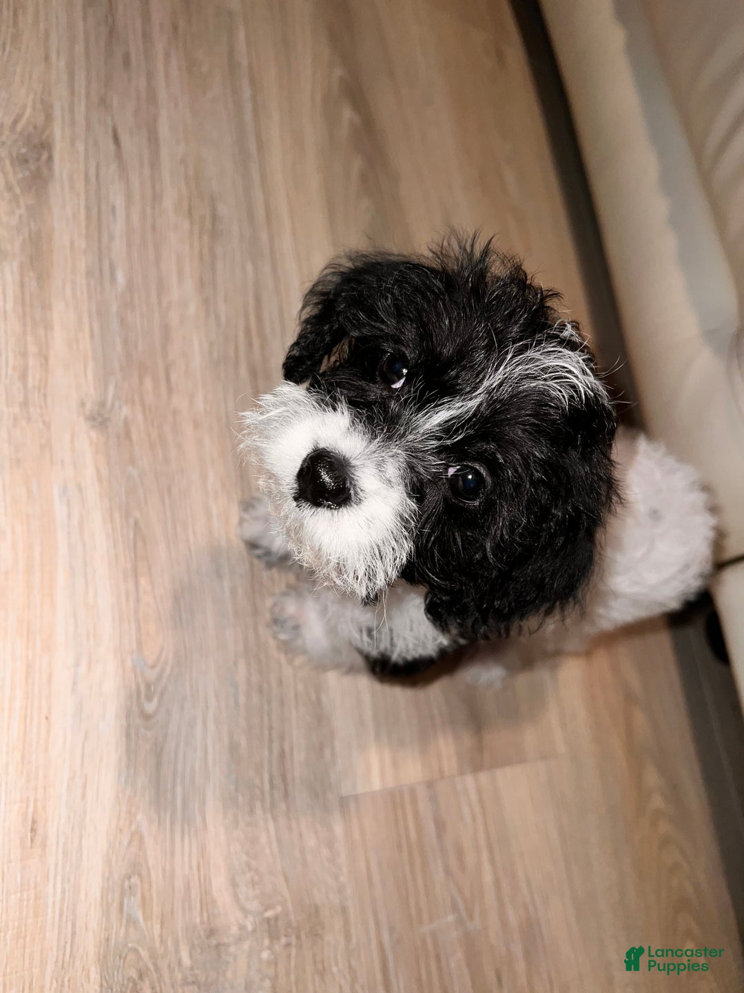 Cavapoo dogs for sale: Chloe - Ad 5