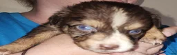 Australian Shepherd dogs for sale: Chelly - Ad 14
