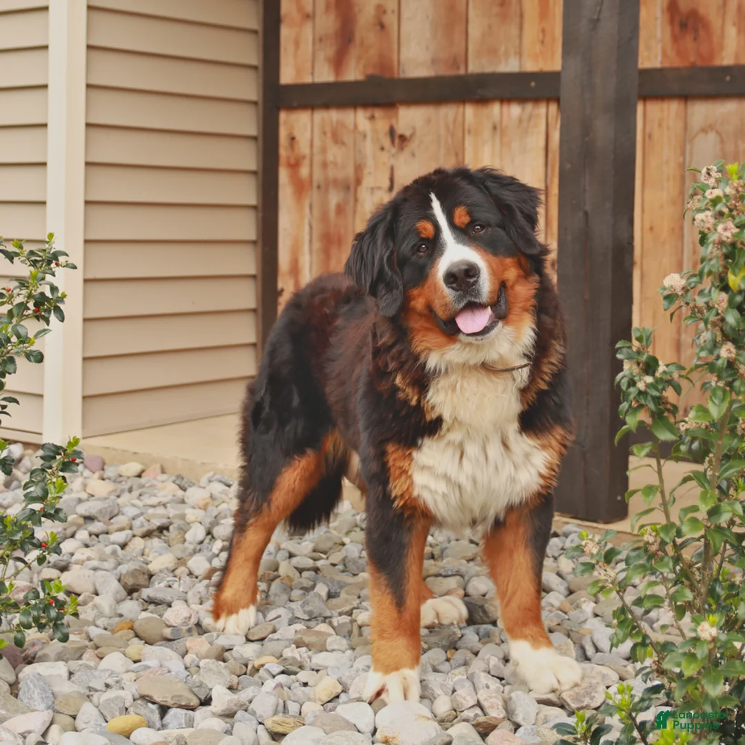 Mixed Breed dogs for sale: Bear - Ad 7